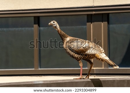 Female wild turkey (Meleagris gallopavo) stands on a building.