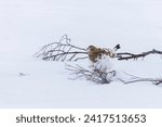 Female Willow Ptarmigan Camouflage on the ground