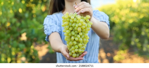 Female winegrower with ripe grapes in vineyard, closeup - Shutterstock ID 2188024711