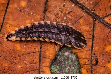 Female wingless grub-like firefly larvae or glowworm (Lampyridae: Lamprigera sp.) crawling on a brown leaf gives out or emitting a bioluminescence yellow green light from its abdomen during the night