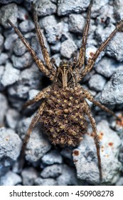 Female Wolf Spider Babies Stock Photo 450908278 | Shutterstock