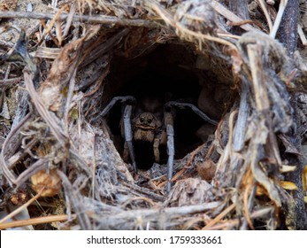 A female wolf spider in its burrow waiting for prey to pass. Lycosa tarantula - Powered by Shutterstock