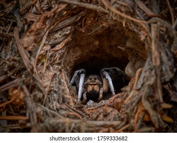 64 Burrowing Wolf Spider Images, Stock Photos & Vectors | Shutterstock