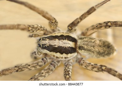 A Female Wolf Spider. Concept Photo Of Spider Phobia, Arachnophobia And Fear From Spiders. 