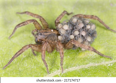 Female Wolf-spider, Trochosa with baby spiders on her back sitting on leaf, macro photo