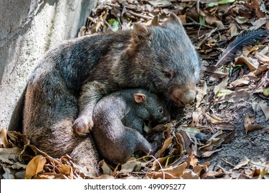 Female Wombat With Her Joey, Queensland, Australia