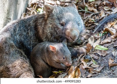 Female Wombat With Her Joey, Queensland, Australia