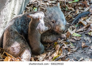 Female Wombat With Her Joey, Queensland, Australia