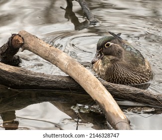 Female Wood Duck With Wood