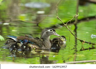 Female Wood Duck With Babies