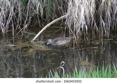 240 Pond scum animal Images, Stock Photos & Vectors | Shutterstock