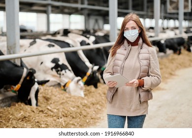 Female Worker Of Animal Farm In Casualwear And Protective Mask Standing Against Long Aisle And Large Paddock With Herd Of Purebred Milk Cows