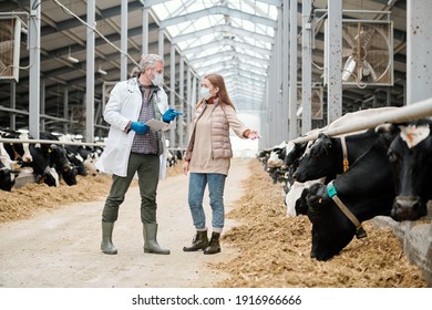 Female Worker Of Animal Farm Consulting With Mature Male Veterinarian In Whitecoat, Protective Mask And Gloves While Pointing At One Of Milk Cows