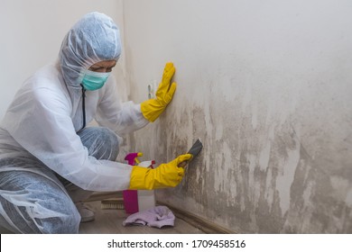 Female worker of cleaning service removes mold from wall using spray bottle with mold remediation chemicals, mold removal products and scraper tool. 