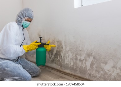 Female Worker Of Cleaning Service Removes Mold From Wall Using Spray Bottle With Mold Remediation Chemicals, Mold Removal Products