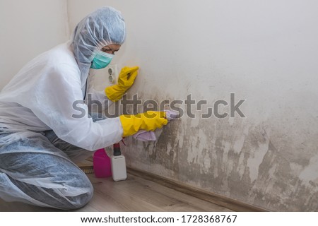 Female worker of cleaning service removes mold from wall using spray bottle with mold remediation chemicals, mold removal products