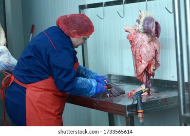 Female worker cutting liver of a slaughtered animal with a knife. Meat cutting department of the slaughterhouse. April 24, 2019. Kiev, Ukraine