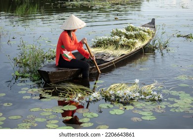 A female worker harvesting water lilies from a small wooden rowing boat. She wears traditional red clothes and hat.
