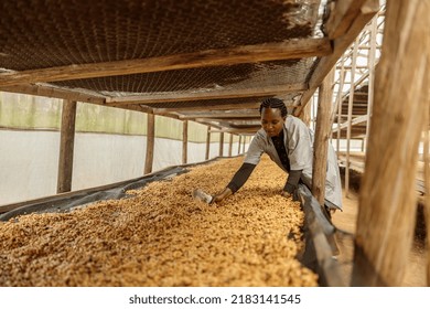 Female Worker Mixing Coffee Beans By Bowl During Honey Process At Farm In Africa Region