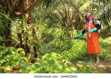 A Female Worker Sprays Pesticides In Oil Palm Plantation