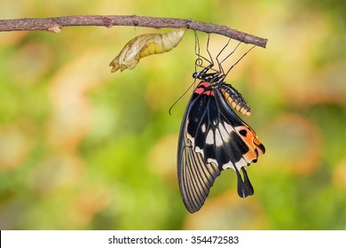 Female Yellow Body Great Mormon Butterfly Resting On Twig After Emerged From Cocoon