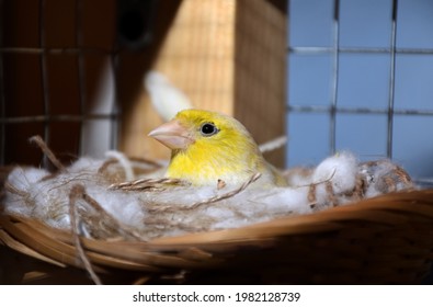 Female Yellow Canary Sitting In A Nest On Eggs In Cage. Close Up Of Exotic Bird, Selective Focus