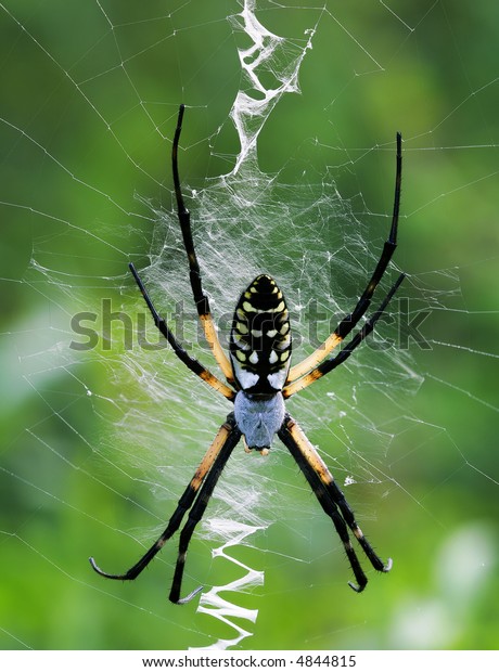 Female Yellow Garden Spider Argiope Aurantia Stock Photo Edit Now