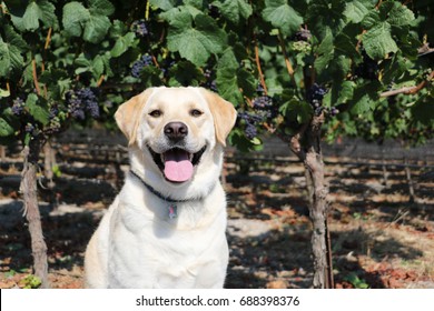 Female Yellow Labrador Retriever Dog Sitting In A Vineyard
