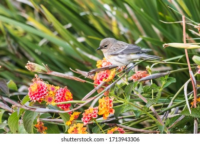 A Female Yellow Rumped Warbler At Mountain View Cemetery In Oakland, California.