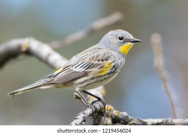 A female Yellow-rumped Warbler perched on a branch