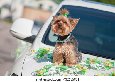 Female Yorkshire Terrier dog sitting on the wedding car.