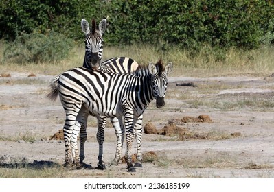 Female Zebra With Foal, Okavango Delta Botswana
