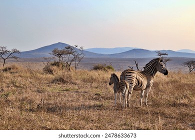 A female zebra with a foal standing in a grassy field. - Powered by Shutterstock