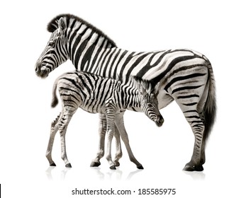 Female zebra and her baby isolated on white background with reflections - Powered by Shutterstock