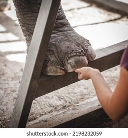 Female Zookeeper Care On Legs Of Trained Elephant In Zoo