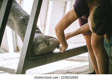 Female Zookeeper Care On Legs Of Trained Elephant In Zoo