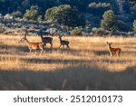 Females and fawns of the common or European red deer. Cervus elaphus. Villardeciervos, Zamora, Castile and Leon, Spain.