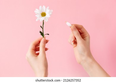 A female's hands tears the petals from the flower. Pink background. Flat lay. The concept of fortune telling on chamomile.