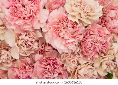 Feminine Dloral Background With Blush And Retro Cream Pastel Carnations