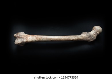 Femur Human Bone Close Up Isolated On Black Background