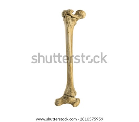 Femur Single Femur Bone Standing Vertically Wit Isolated On White Background