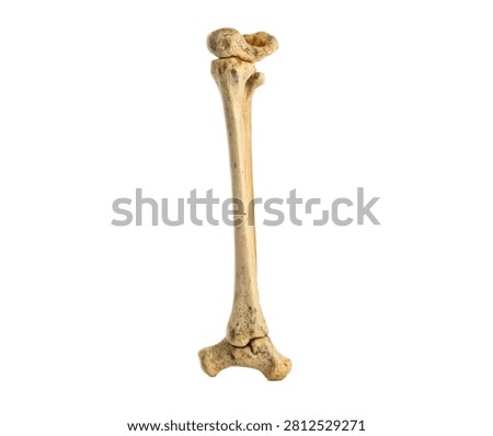 Femur Single Femur Bone Standing Vertically Wit Isolated On White Background