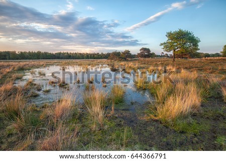 Fen landscape