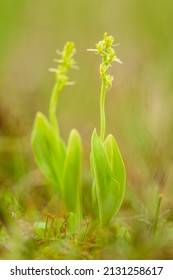 The Fen Orchid, Liparis Loeselii