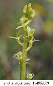 Fen Orchid - Liparis Loeselii Kenfig Dunes