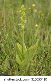 Fen Orchid - Liparis Loeselii
Kenfig Dunes