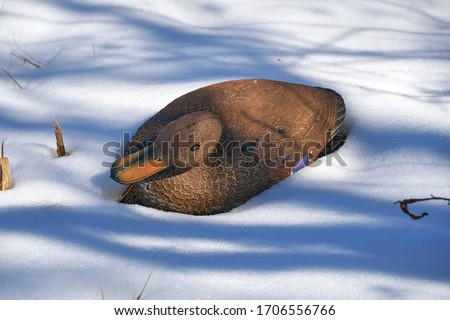 A fenakle mallard duck decoy in the snow. Texas