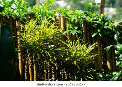 A fence adorned with climbing plants, adding natural beauty and greenery to the structure.

