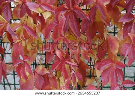 Fence covered with red and yellow leafage of Parthenocissus quinquefolia in October