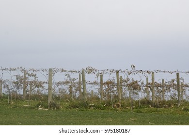 Fence with Grapevine